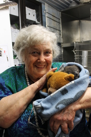 Baby Koala held by volunteer at Minton Farm