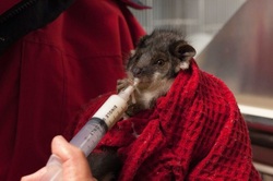 Baby Possum at Minton Farm after bushfires