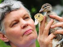 LITTLE SURVIVORS: Minton Farm owner Bev Langley with two duckings that survived the massacres