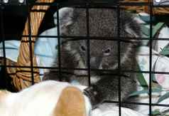 A baby koala rescued and cared for at Minton Farm